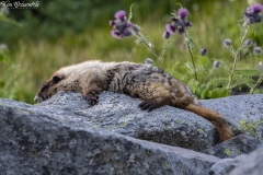 Hoary Marmot (1)