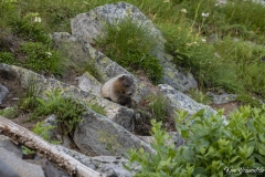 Hoary Marmot (2)