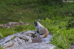 Hoary Marmot (4)