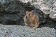 Pika (1)