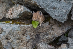 Pika (2)