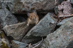 Pika (3)